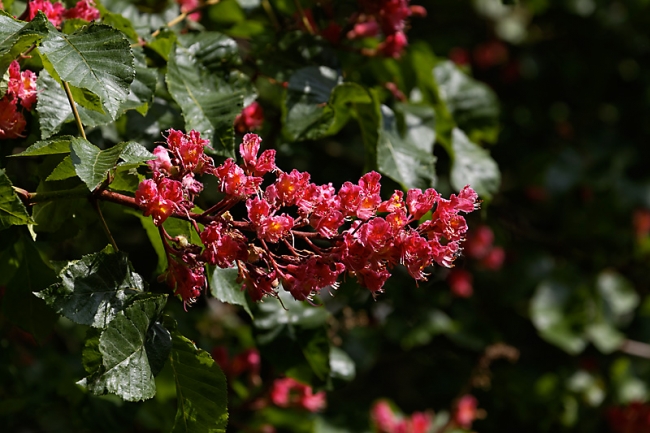 Jardin des Impressionnistes-MAI14-110